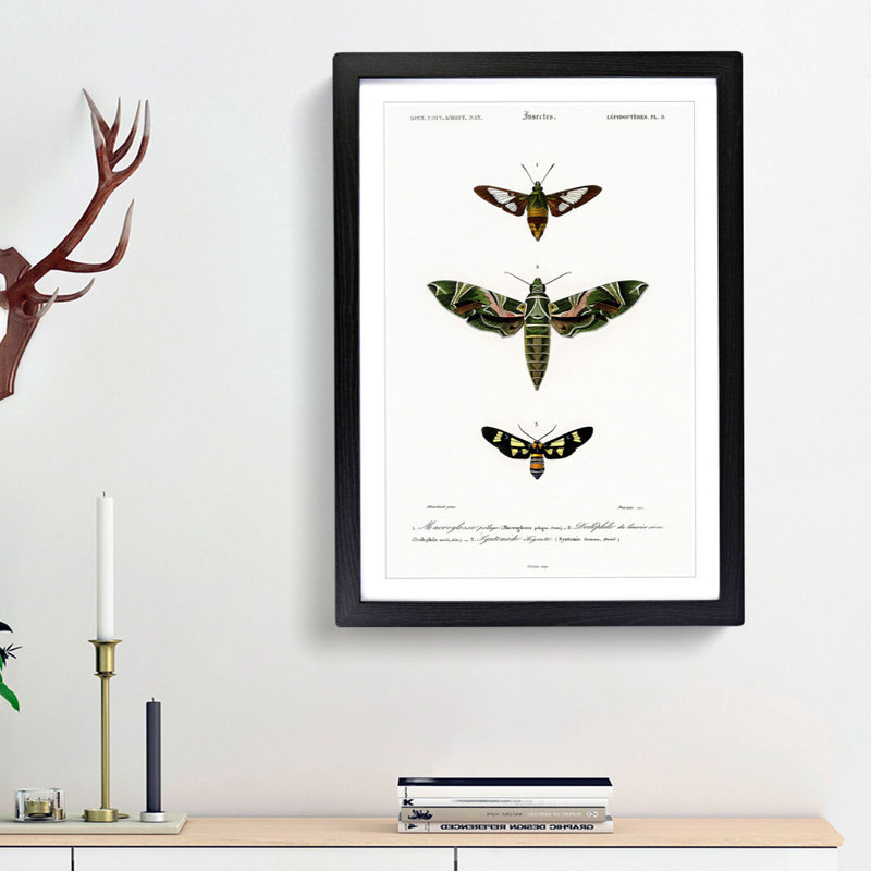 Moth Illustrations Pl.9 by Charles d' Orbigny - Picture Frame Painting Print, 65cm H x 48cm W x 2cm D, Black Framed