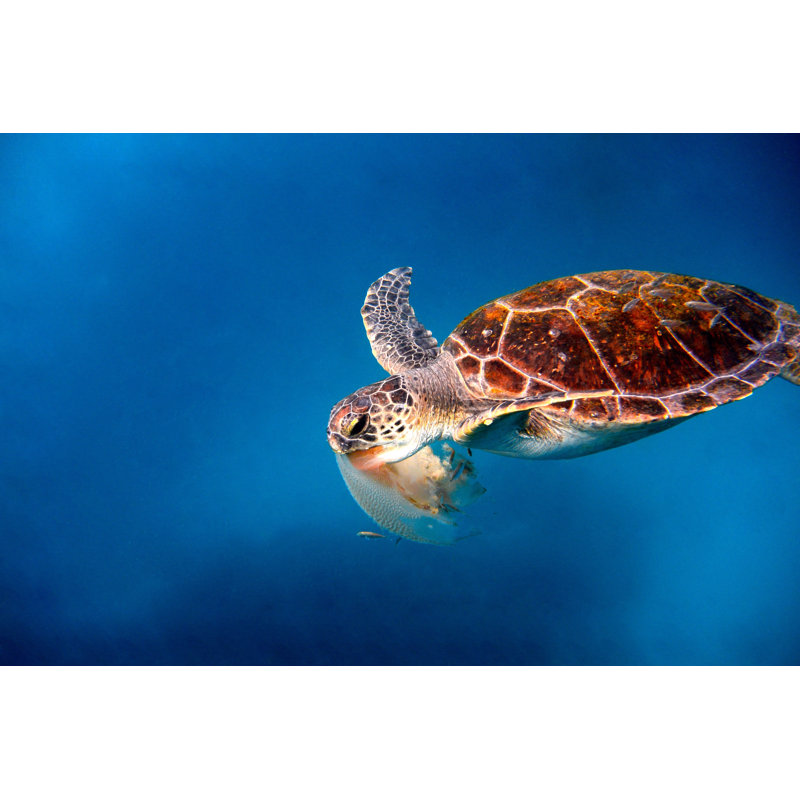 Turtle Swimming by Searsie - No Frame Print on Canvas, 51cm H x 76cm W