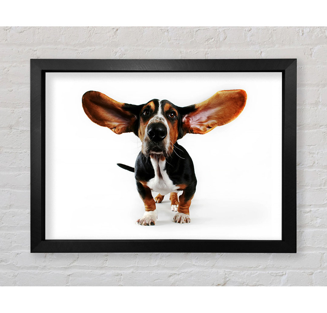 Basset Hound Ohren - Druck