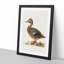 Female Mallard Duck by Von Wright - Picture Frame Painting Print-55731028-55731027