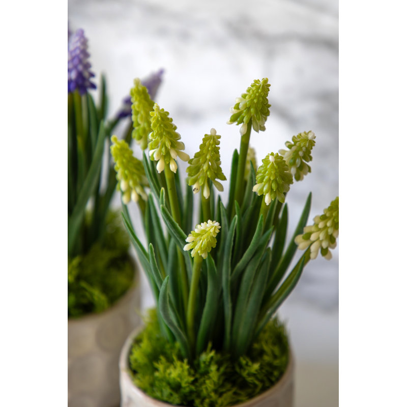 Spring Hydrangea White in Ceramic Pots