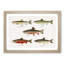 Selection of Fishes from North America Fish by Sherman F. Denton - Picture Frame Painting Print-55613539-55613544