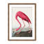 Coastal Retreat Pink Flamingo II From Birds Of America (1827)-1524922583-1524922587-1524922588