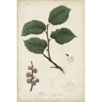 Medicinal Botany III by Churchill - Painting