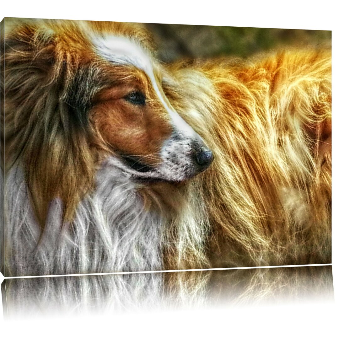 Schöner Collie Seitenprofil Fotodruck auf Leinwand