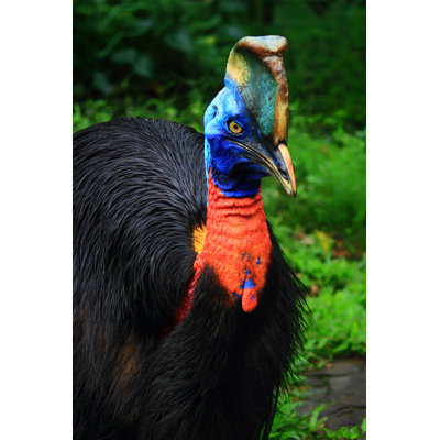 Cassowary - Wrapped Canvas Print