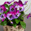 Arrangement floral Pansy en pot