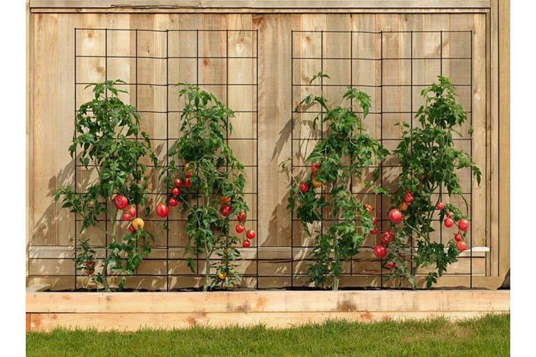 Backyard raised bed against a wooden fence with four large tomato plants and trellises.