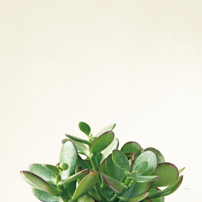 Succulent Simplicity III Neutral 1 Piece Wrapped Canvas Wall Art