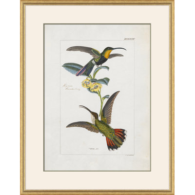Hummingbirds Giclee Print