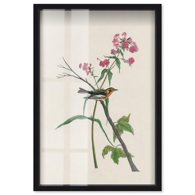 Reproduction audacieuse par Audubon par Art Remedy