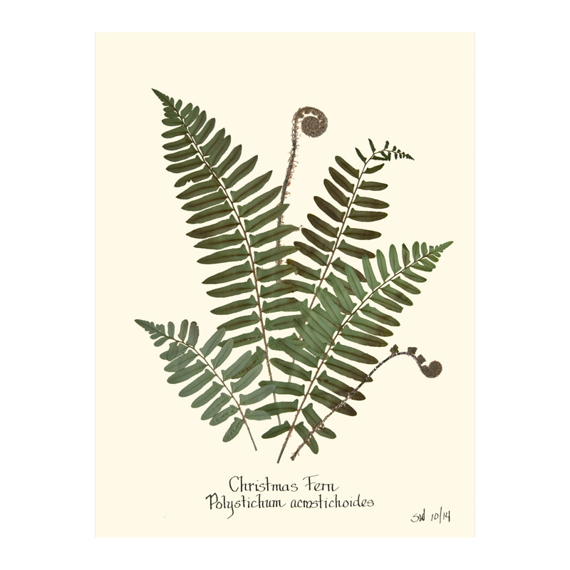 Pressed Botanical Set by Sandy Whitaker, Antique Gold, 42.5" H x 51.75" W