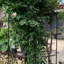 Treillis de jardin en métal