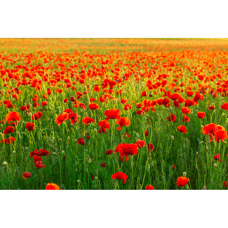 Poppies Field At Sunset by Remedios - Wrapped Canvas Print, 30cm H x 46cm W x 3.8cm D