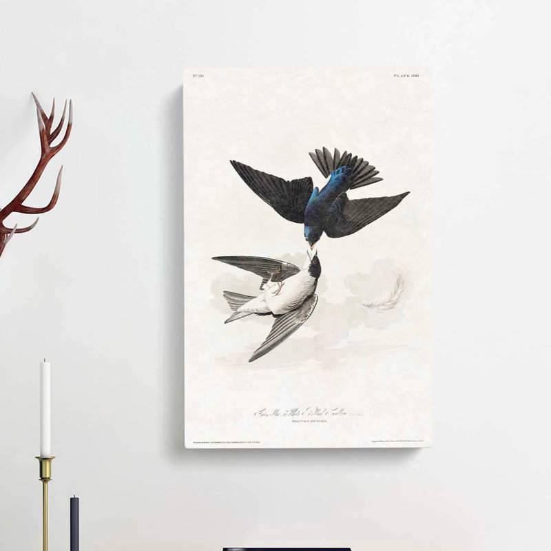 White Bellied Swallow by John Audubon - Wrapped Canvas, 60cm H x 40cm W x 3cm D