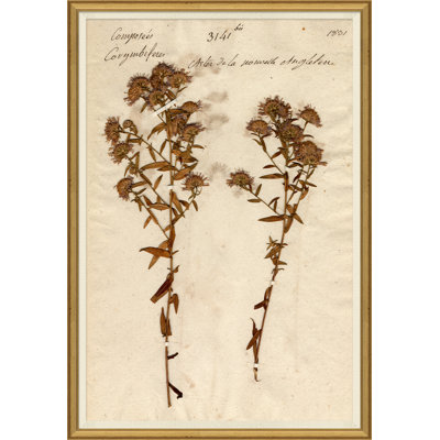 Herbarium 10 Giclee Print