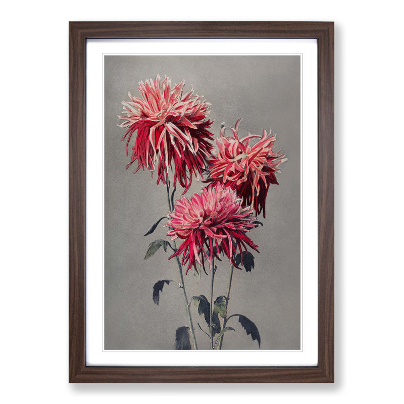 Fuscia Pink Chrysanthemums by Ogawa Kazumasa - Picture Frame Painting Print, Walnut Framed, 65cm H x 48cm W x 2cm D