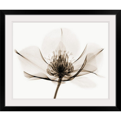 Hellebore " Hellebore I " by Robert Coop