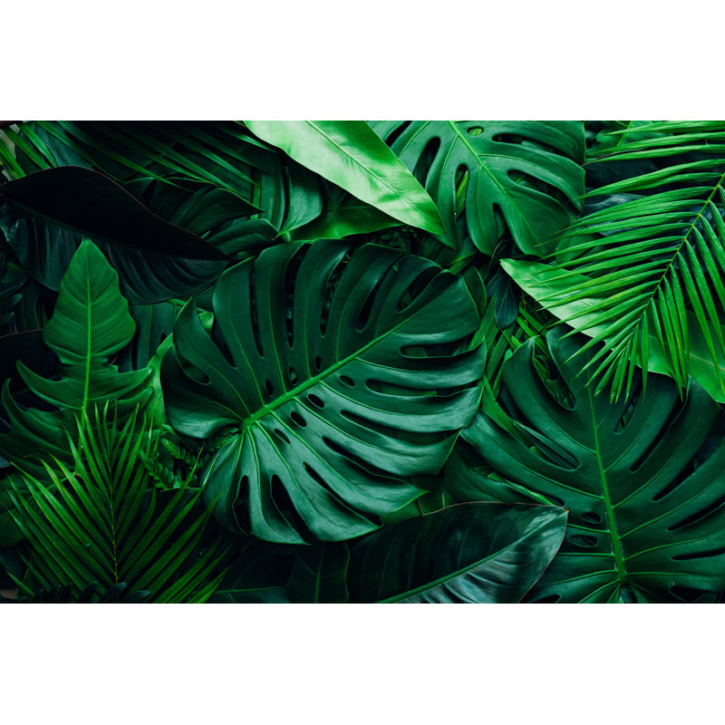 Adairis View Of Palms - Wrapped Canvas Print, 30cm H x 46cm W 3.8cm D