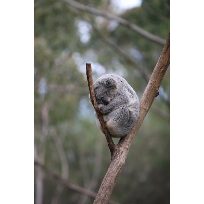Koala Sleeping by Budwizer - Wrapped Canvas Print, 46 cm H x 30 cm W