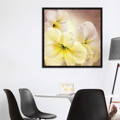 White Amaryllis by Marianna Shakhova - Print on Canvas