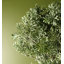 70cm Faux Evergreen Plant in Pot Liner