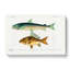 Fish Illustrations PL.15 by Charles D Orbigny - Wrapped Canvas-55364082