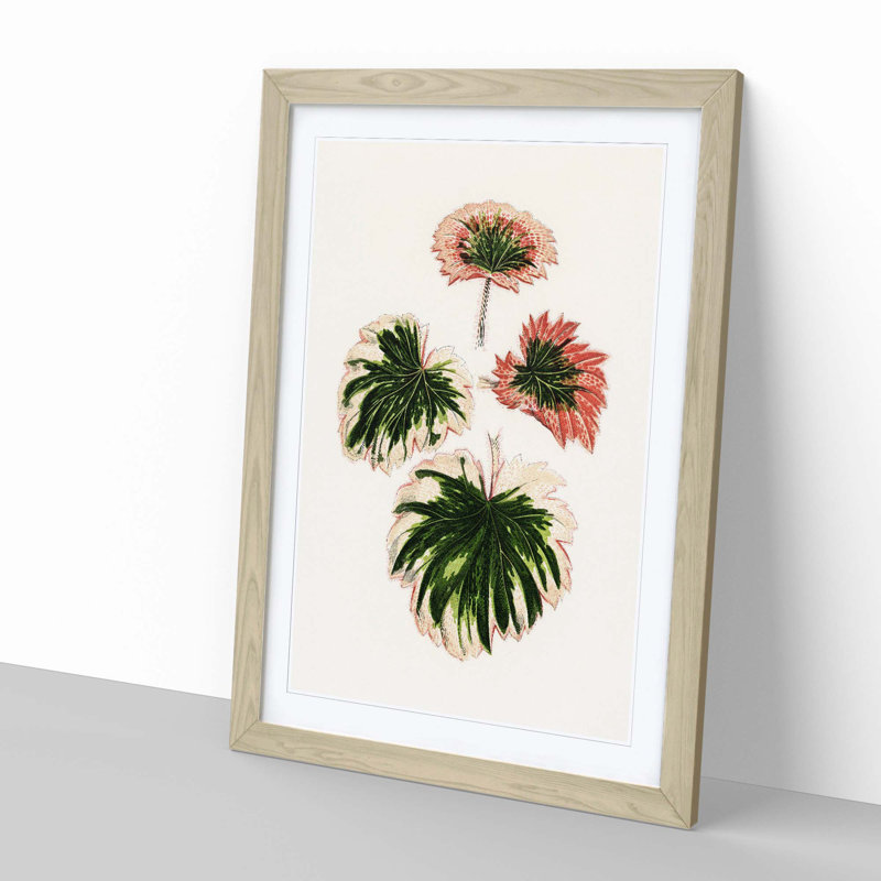 Saxifrage Leaves by Benjamin Fawcett - Picture Frame Painting Print, 50cm H x 35cm W x 2cm D, Oak