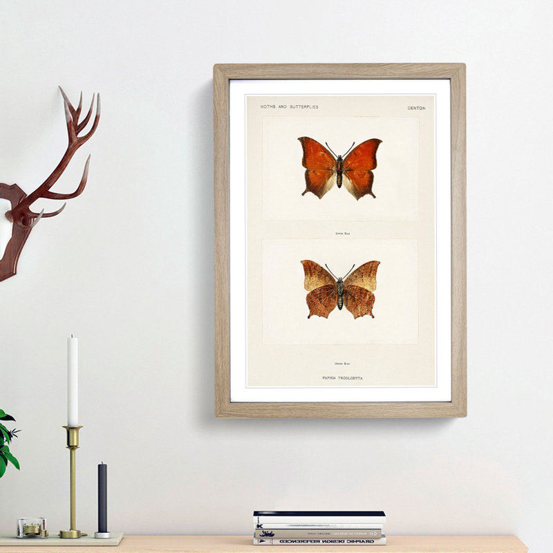 Tropical Leafwing Butterfly by S.F. Denton - Framed Print, 36cm H x 27cm W x 2cm D, Oak Framed