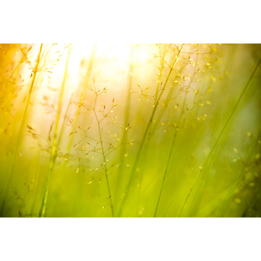 Wildblumen auf der Wiese bei Sonnenuntergang