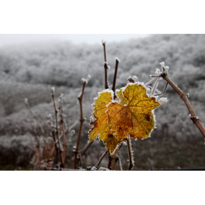 Tasen Frost Covered Vineyard 1 Piece Wrapped Canvas Wall Art