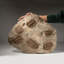 Selenopeltis Trilobite