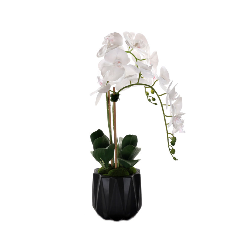 Orchidées phalaenopsis en pot Real Dimension, Noir