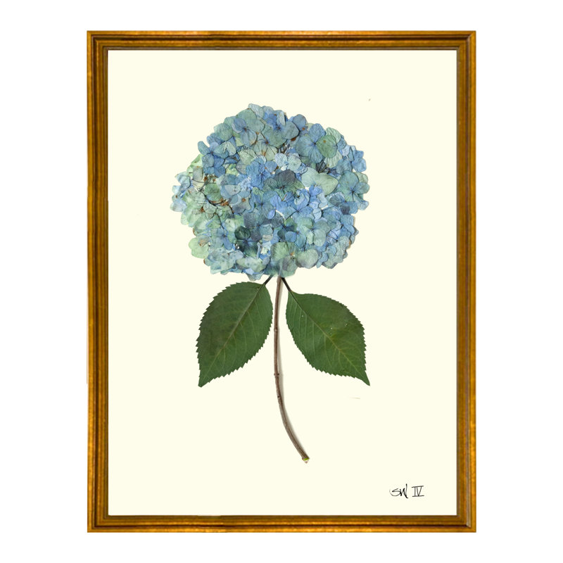 Pressed Hydrangea Print by Sandy Whitaker, Antique Gold