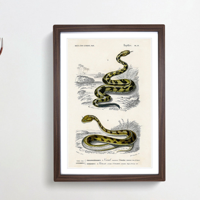Viper & Rattlesnake by Charles D' Orbigny - Picture Frame Painting Print, Walnut Framed, 48cm H x 36cm W x 2cm D