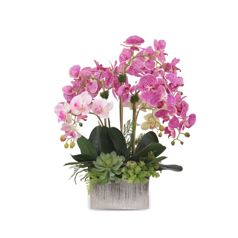 Orchidée en pot