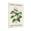 Plantes et fleurs, jasmin de nuit avec fleurs mauves et blanches-974663321