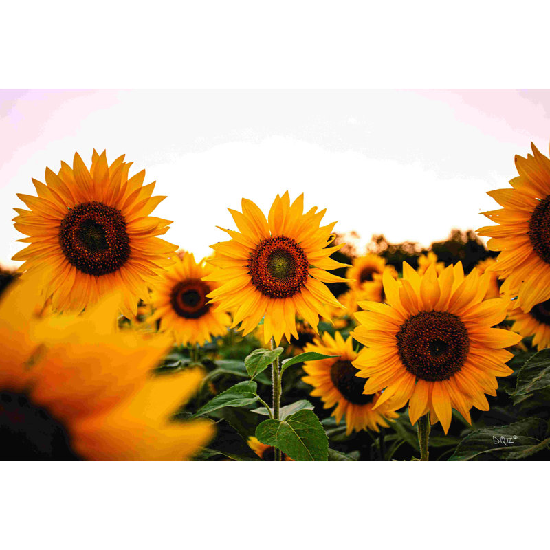 Champ de tournesols - reproduction sur toile tendue, H 8 po x l 12 po