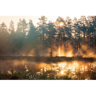 Sunrise In Woods by TT - Wrapped Canvas Print