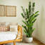 Zamioculcas artificiel-756904527
