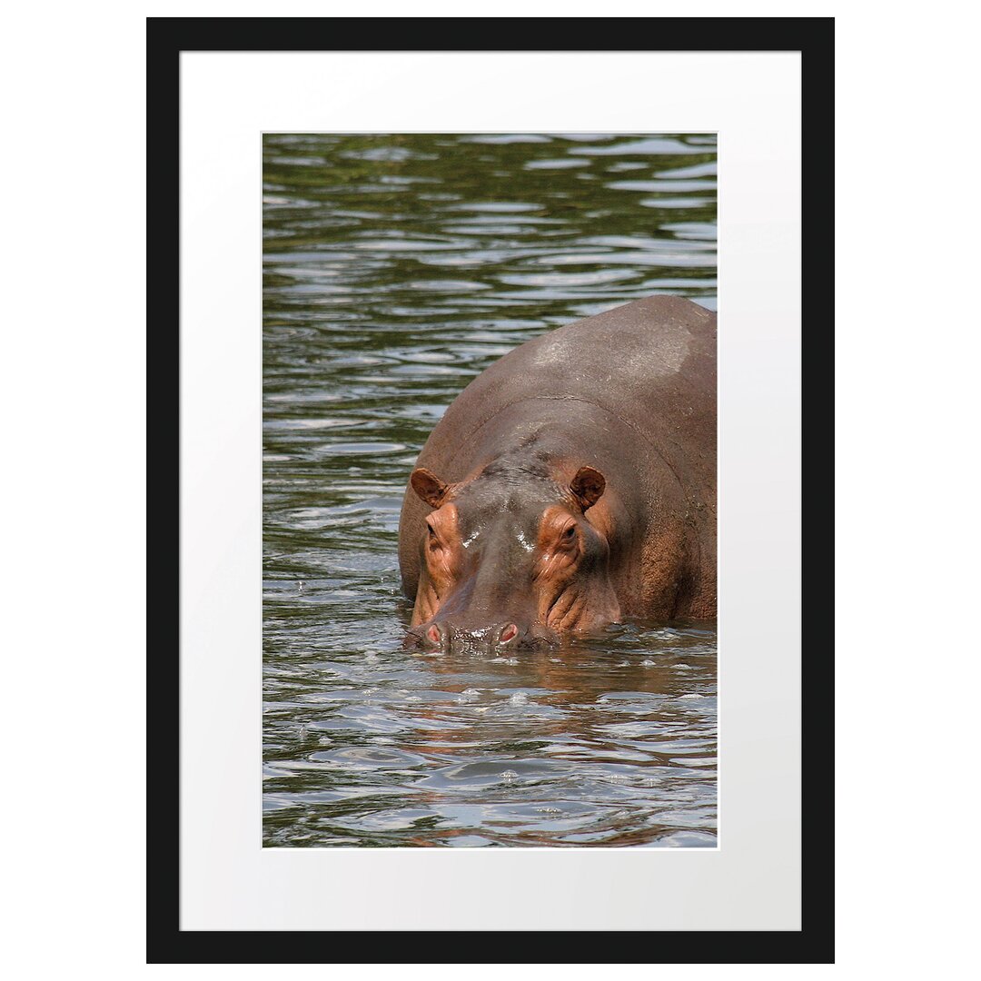 Gerahmtes Poster Zwei Flusspferde im Wasser