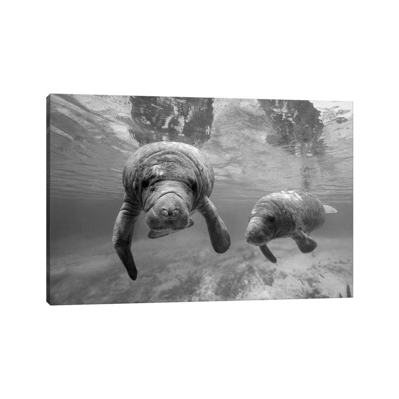 West Indian Manatee Mother and Calf, Crystal River, Florida 1 Piece Wrapped Canvas Wall Art