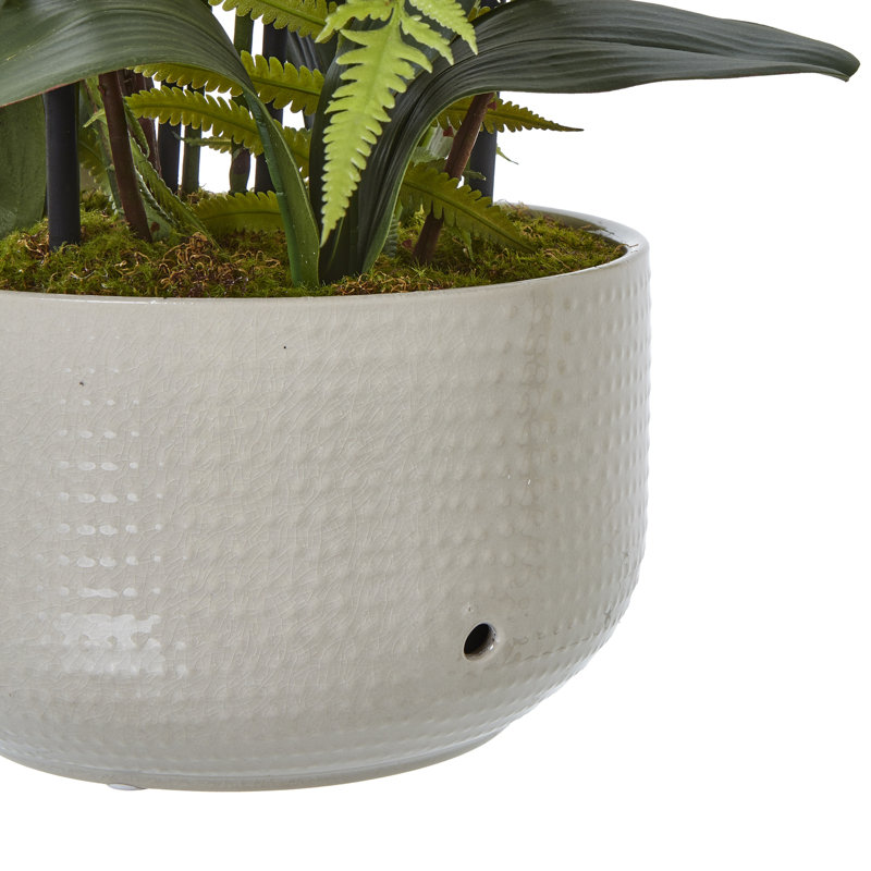 Andaiye 76cm Plant in Pot