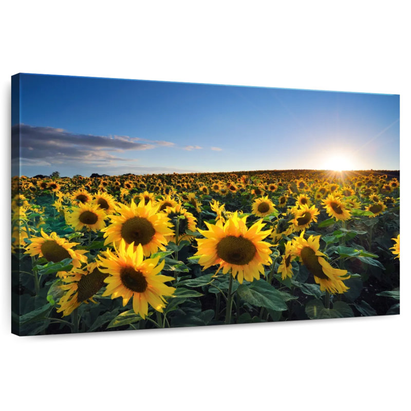 Alvord Sunflower Field Sunrise, 26" H x 39" W