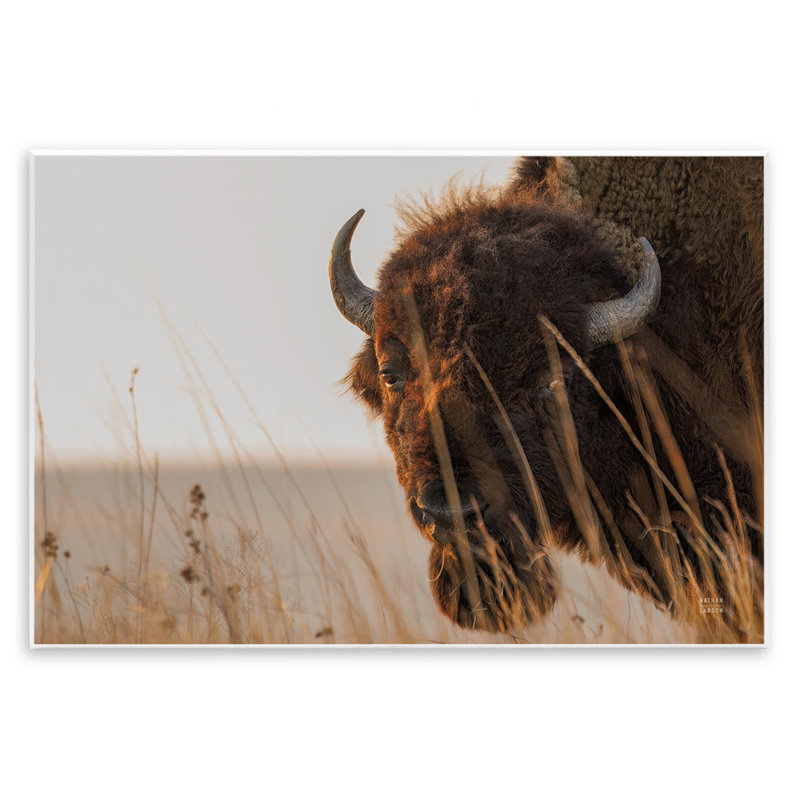 Plaque murale Bison Sunset on Golden Prairie, design par Nathan Larson, 10 x 15