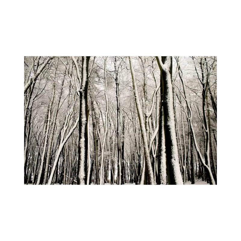 Snow Covered Trees by Alyson Fennell - Wrapped Canvas Print, 101.6 cm H x 66.04 cm W x 3.175 cm D
