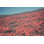 «California Blooms III» par Elizabeth Urquhart - photographie sur toile tendue
