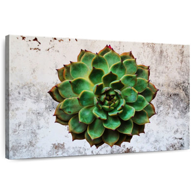 Harnek Grunge Succulent