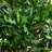 Bonsai Styled Podocarpus Artificial Tree