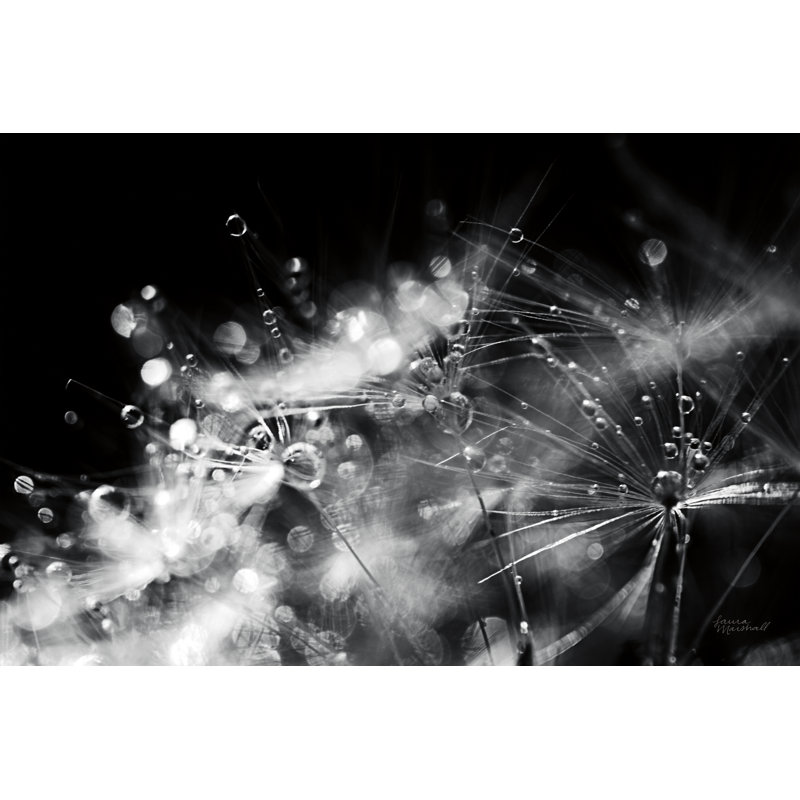Dandelion Abstract II par Laura Marshall - Photographie sur toile tendue, H 24 po x l 36 po x P 1,25 po